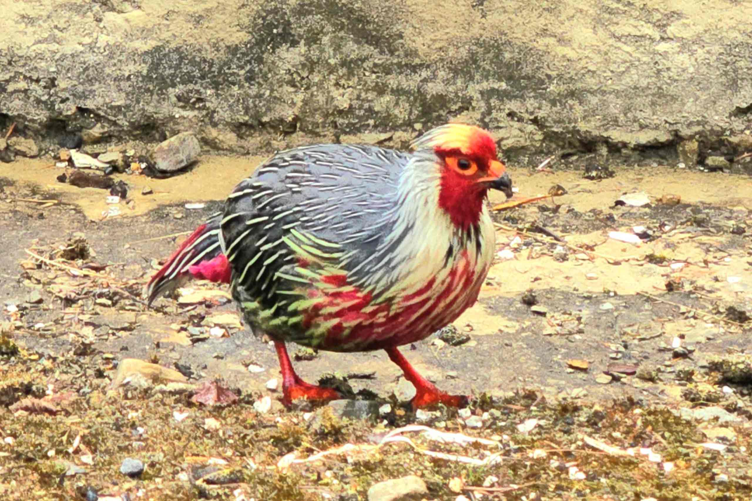 Birding & Wilderness Tour
