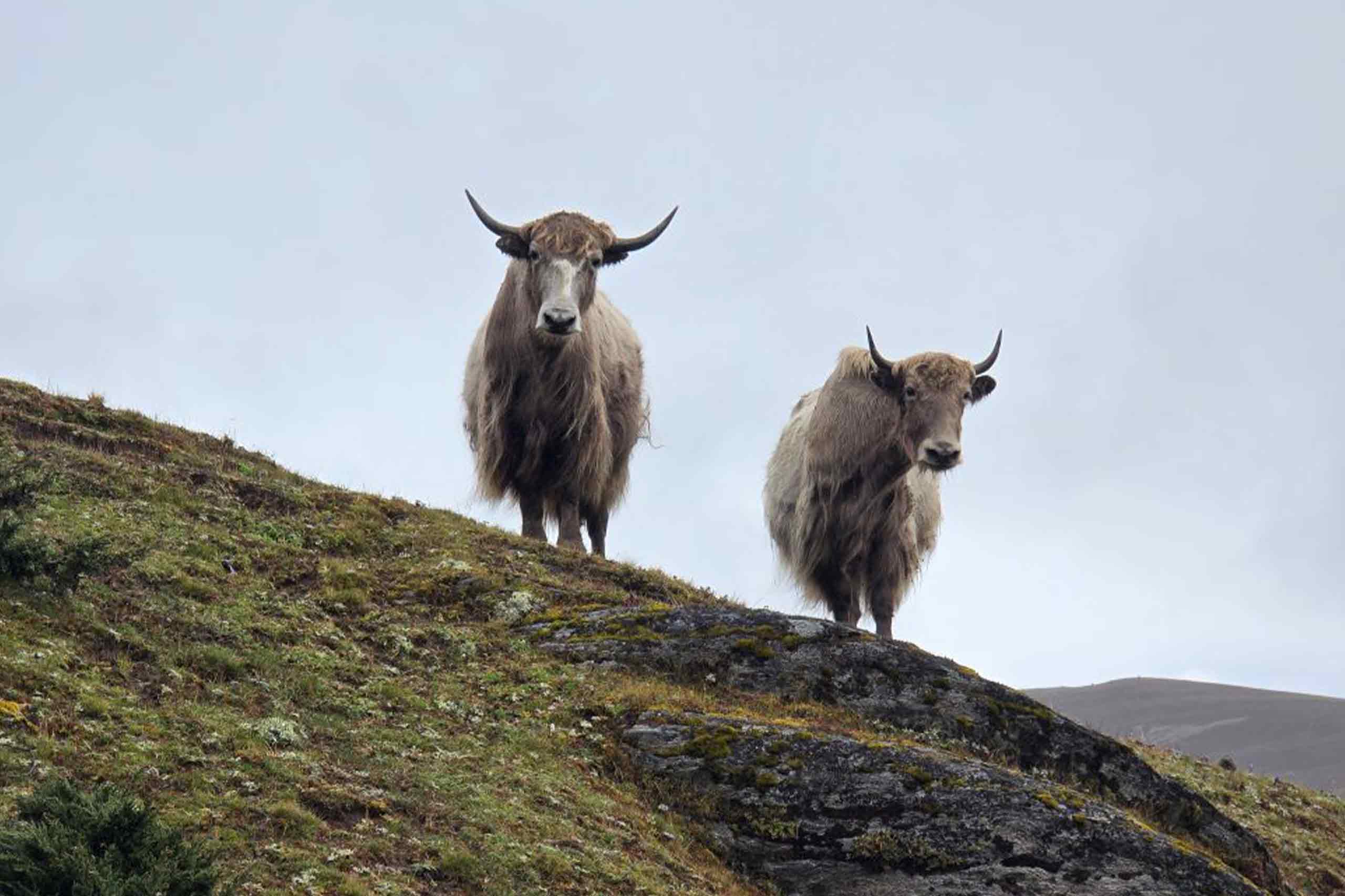 Dagala Thousand Lakes Trek